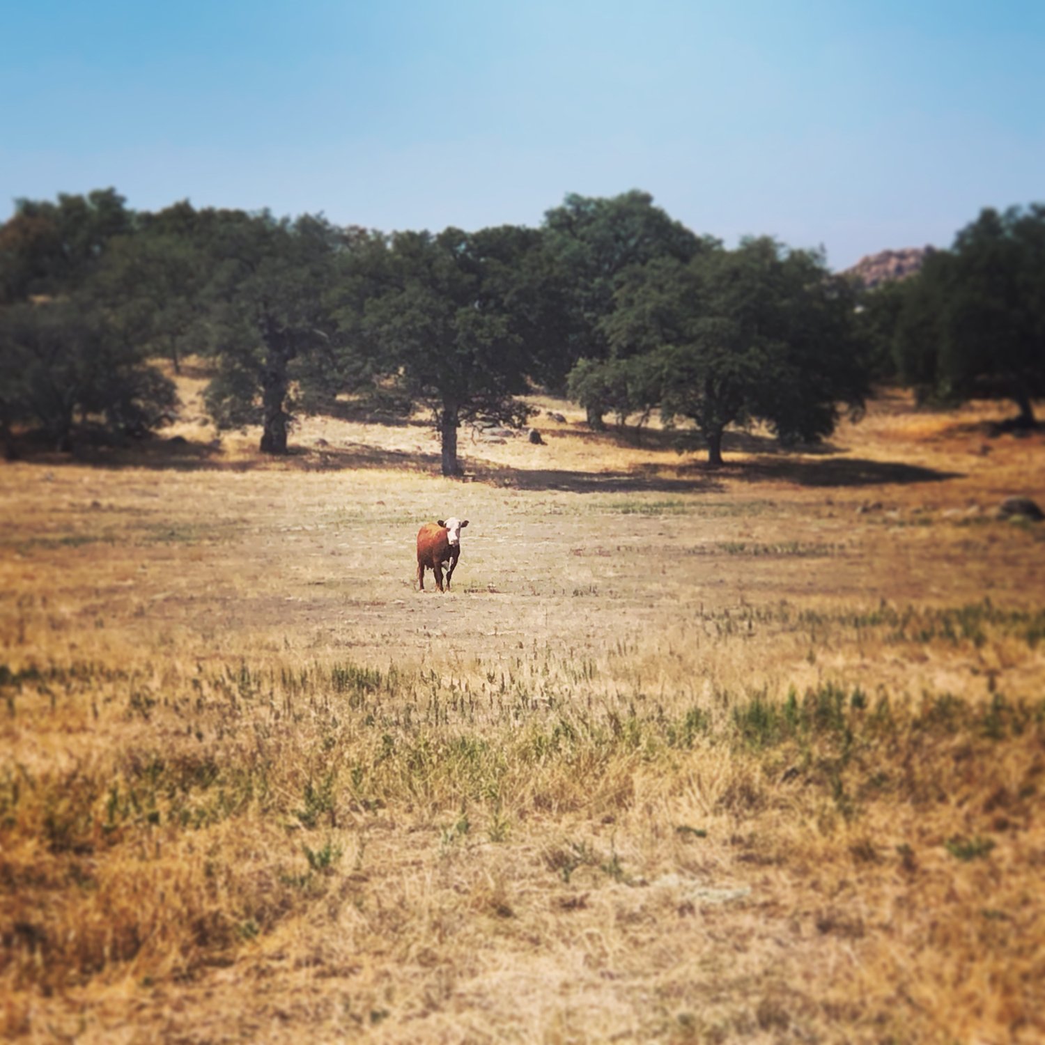 A cow eyes me suspiciously while I walk through the woods